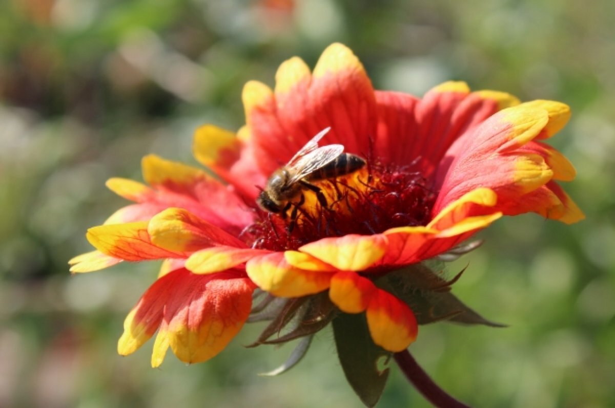    В Ростове во вторник, 6 июня, будет солнечно и без осадков