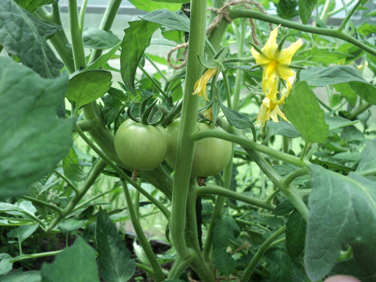 Сад огород томаты подкормка. Томаты в теплице. Цветок томата. Теплица с помидорами. Цветение томатов.