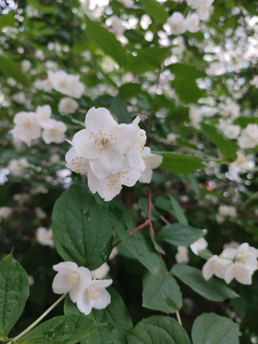 Жасмин на детской площадке