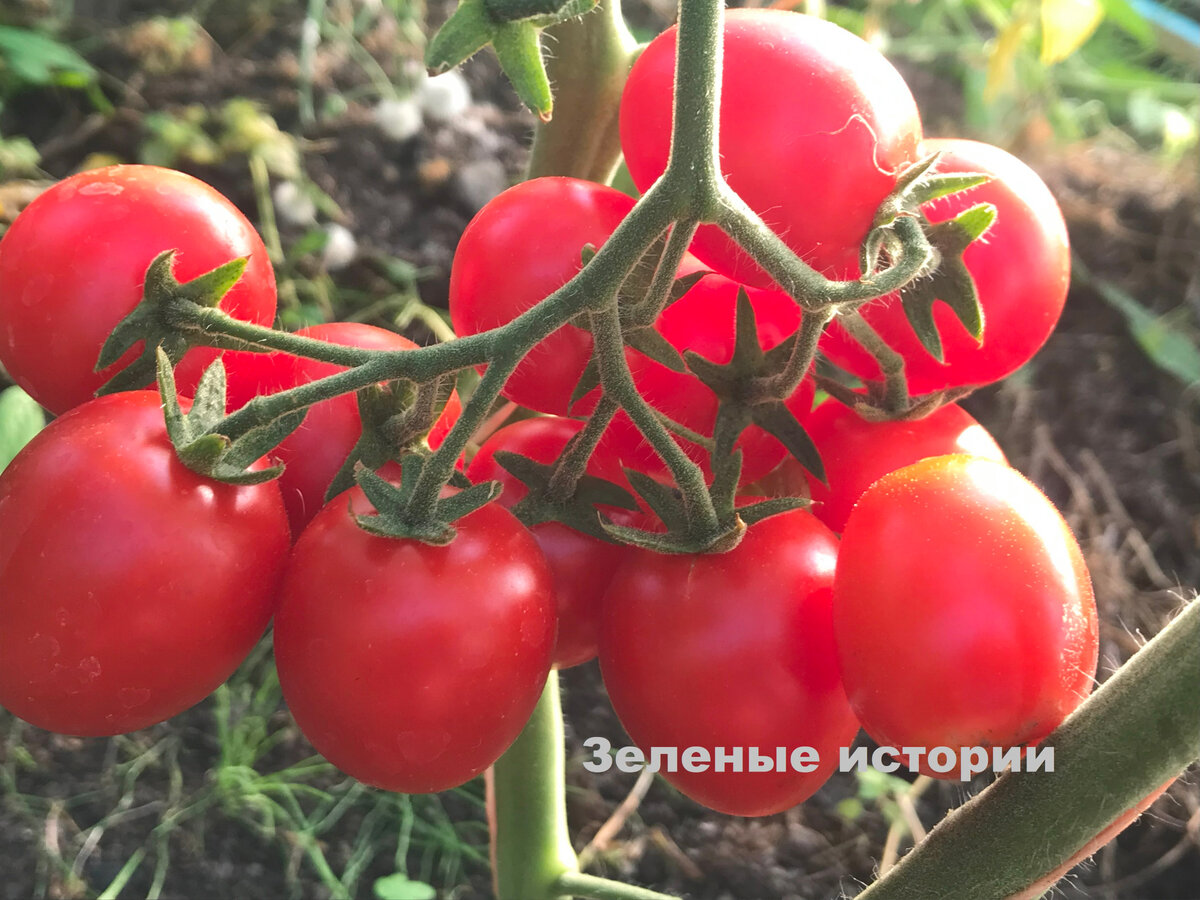 Из-за твоего модного удобрения у меня все помидоры сгнили!” - такой  претензии от тети я не ожидала, но разобраться пришлось | Зелёные истории |  Дзен