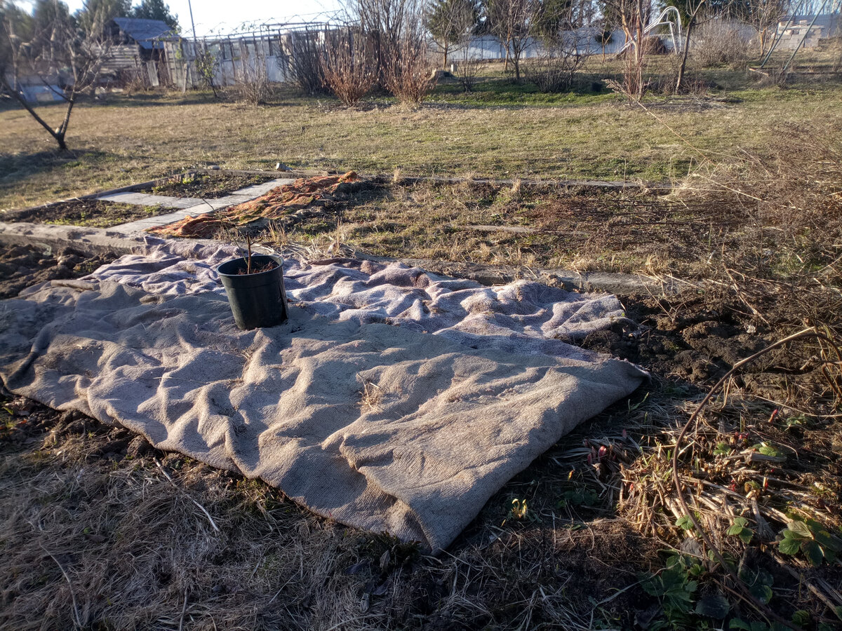 Вот так выглядела будущая клумба в начале апреля. В центре - горшок с розой Мартин Фробишер, в нижнем левом углу фото проклевываются ростки пиона :)