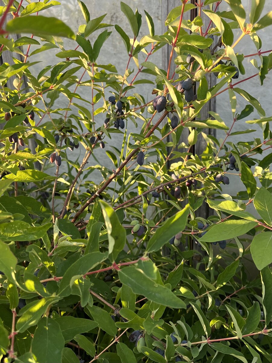 Стопроцентной спелости ещё нет, но собирать уже пора. Зелёные ягоды оставляем на ветках ;)