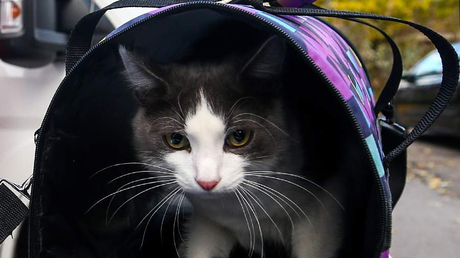 Фото: ТАСС/Егор Алеев