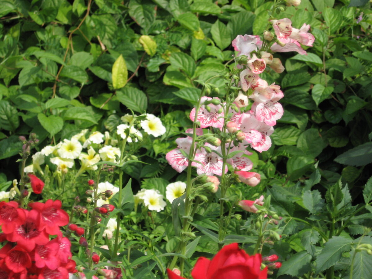 Авторское фото