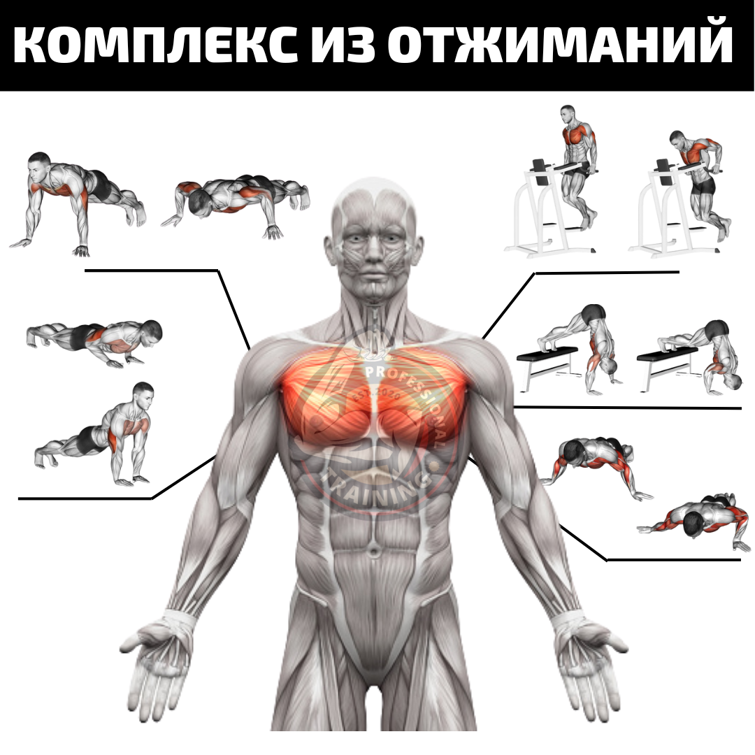 мышцы груди дома для мужчин фото 14