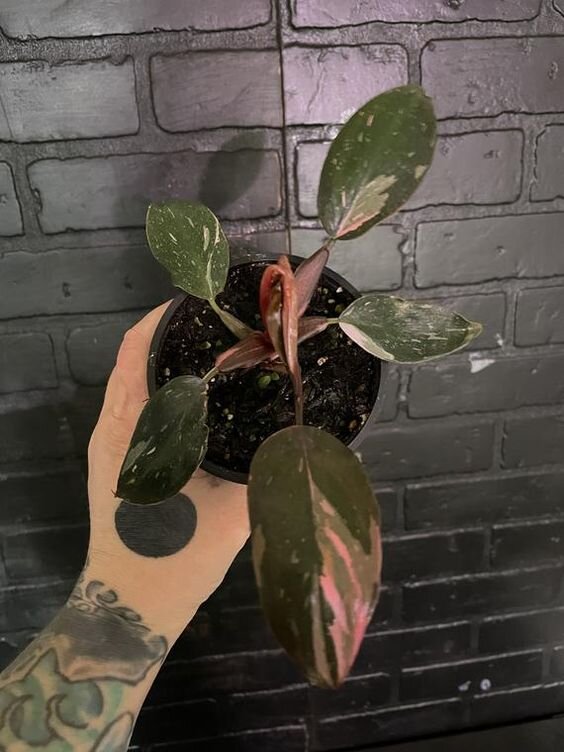 Фото: pinterest.com