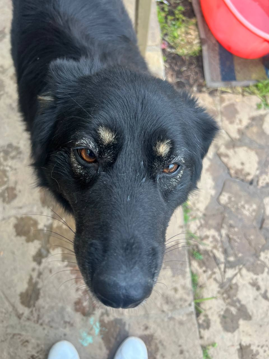 Это Мася: наша мудрая и сладкая девочка...просит нас не грустить. 