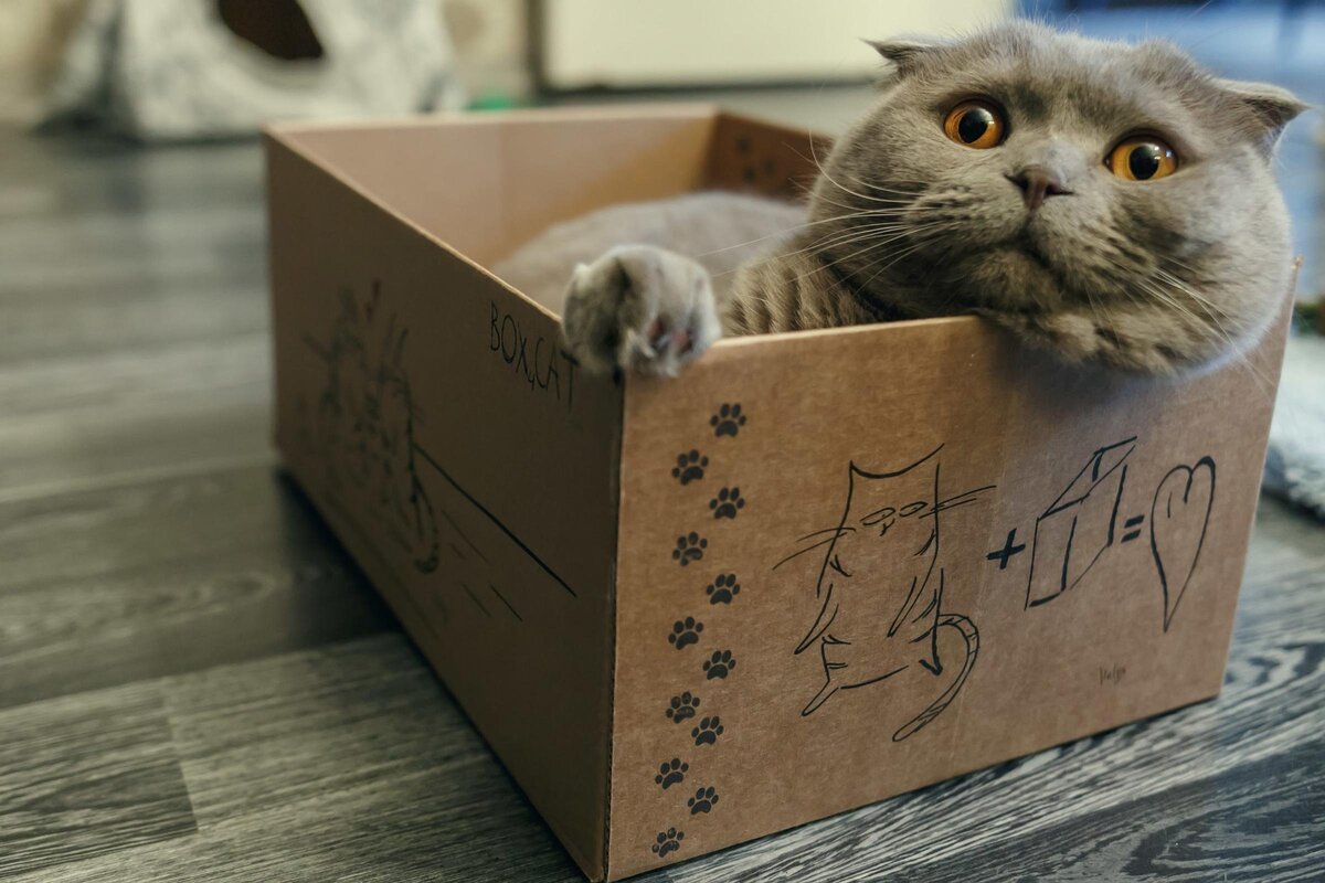 Почему кошки любят прятаться в коробки | ЗВЕРУШКИ | Дзен