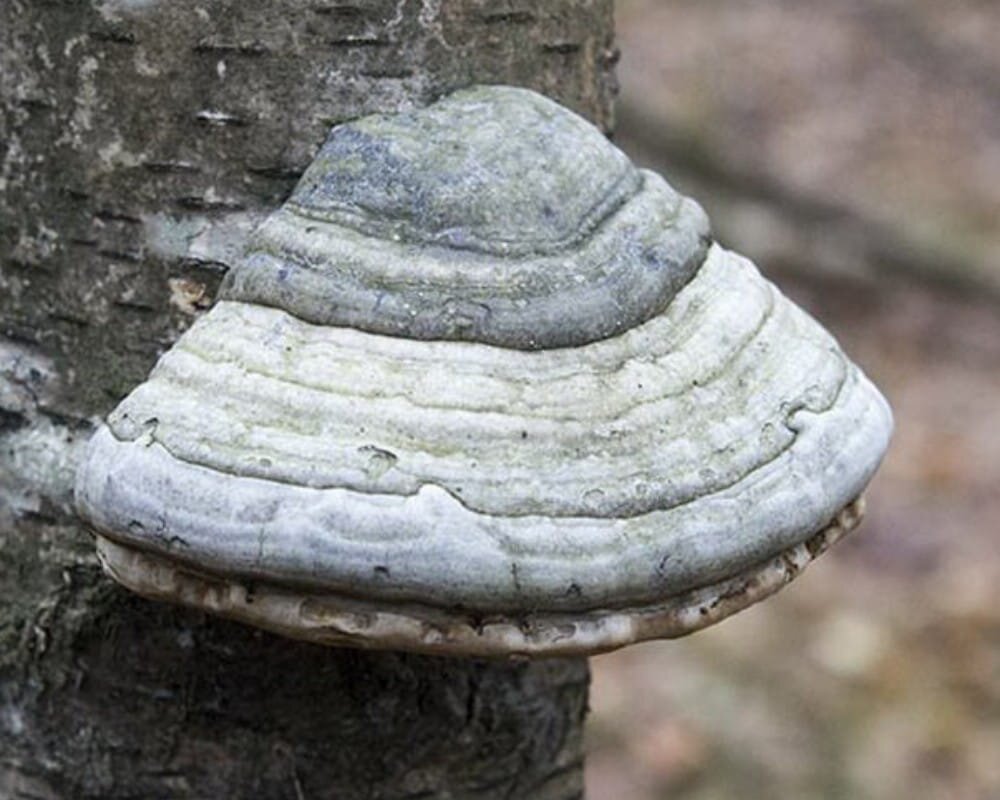 Что такое трутовик. Трутовик березовый настоящий. Трутовик настоящий fomes fomentarius. Трутовик обыкновенный fomes fomentarius. Трутовик лиственничная губка.