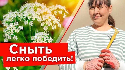 Сныть исчезнет с участка! Как бороться со снытью и что делать, если никак не удается ее победить