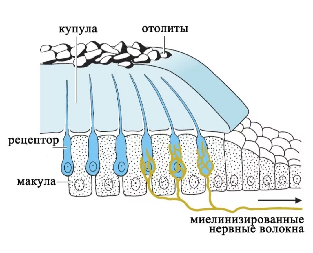 Отолиты в вестибулярном аппарате фото