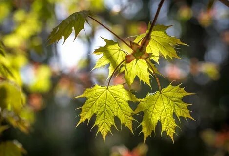 Изображение из открытых источников