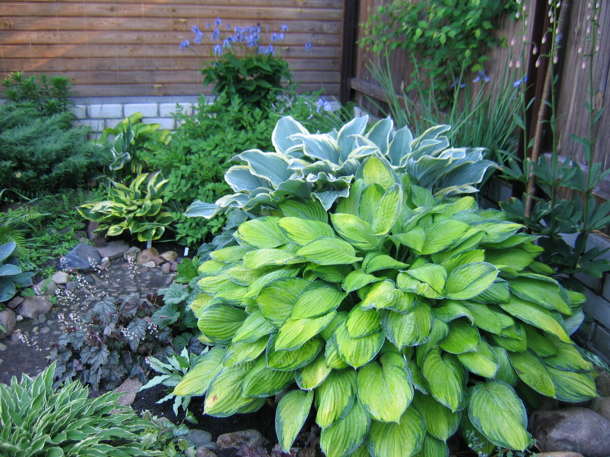    Такая красота бывает лишь там, где за хостами правильно ухаживают