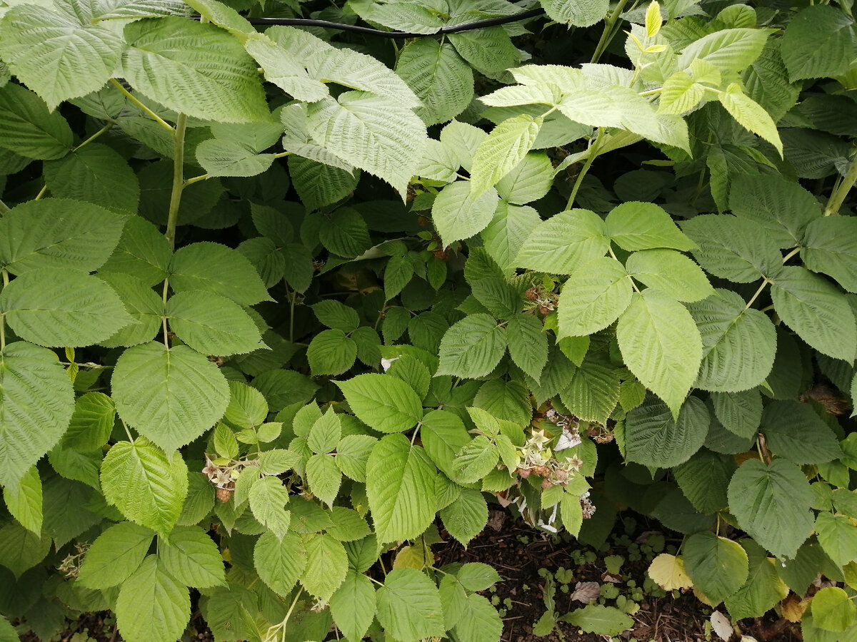 Ремонтантная малина