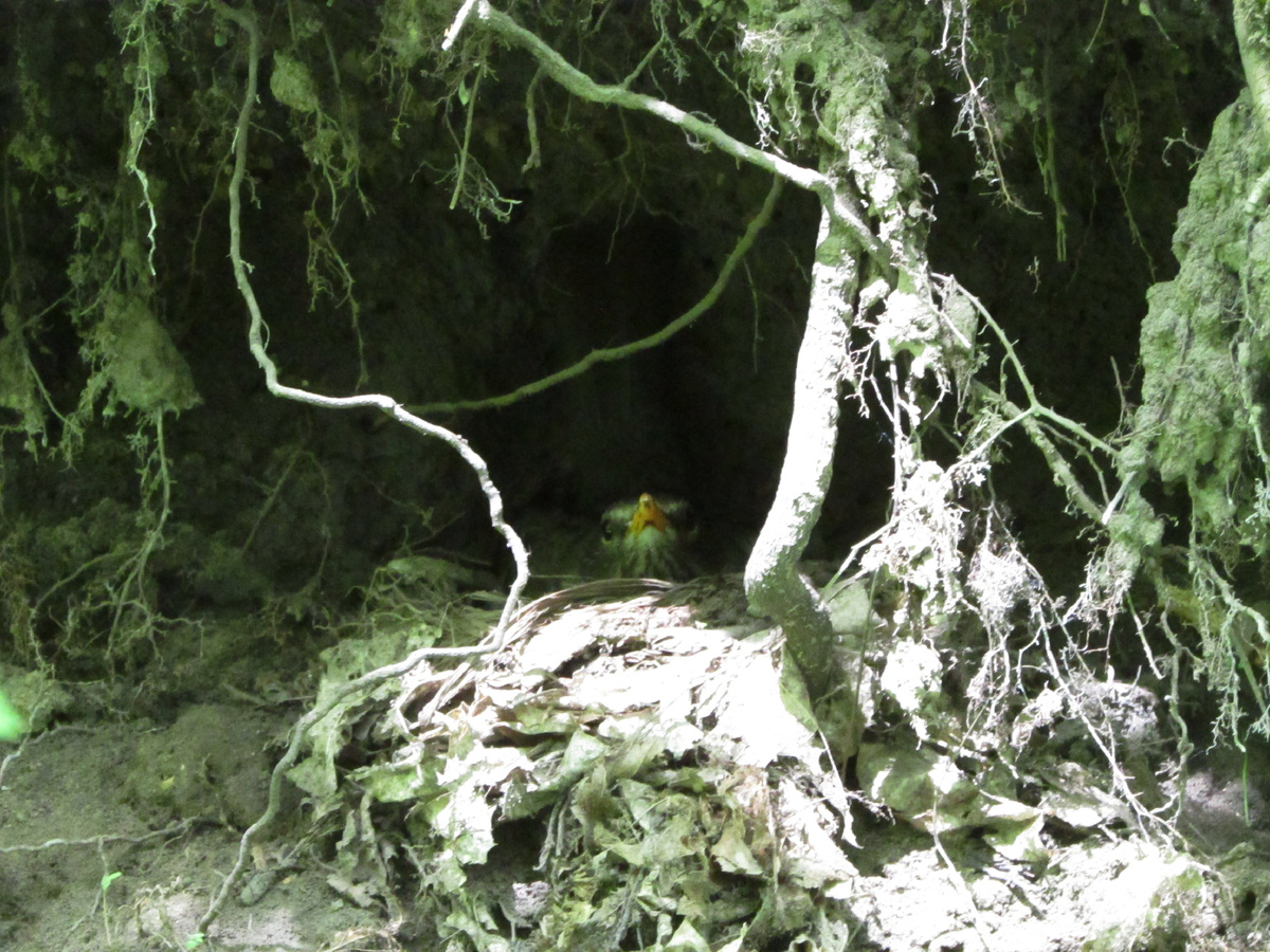 Гнездо черного дрозда в земляном обрыве