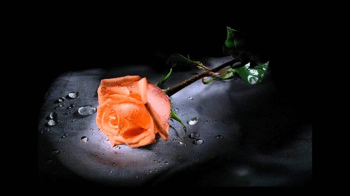 magfomin@yandex.ru отзывы о магах