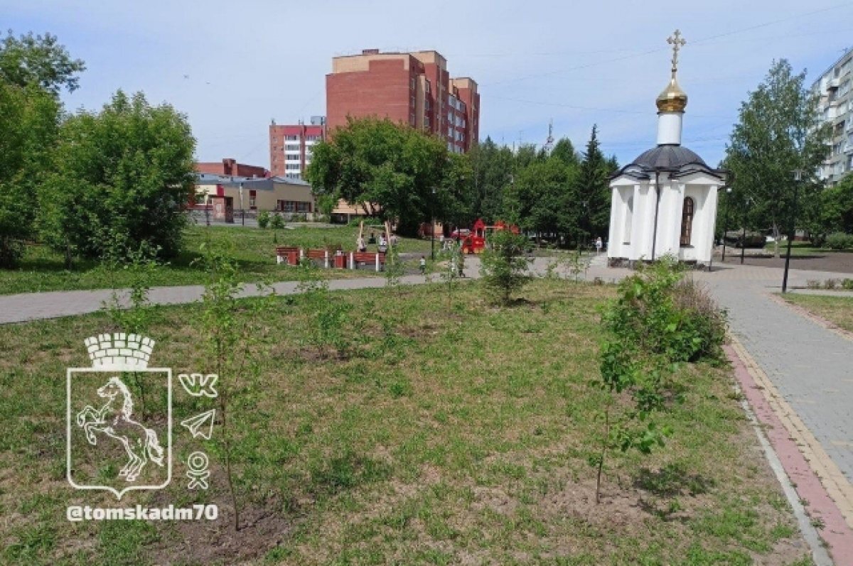    Аллею из яблонь высадили в томском сквере Воинов-интернационалистов