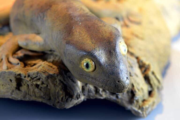    Реконструкция Hoplodactylus delcourti / ©Lamiot, Wikimedia Commons