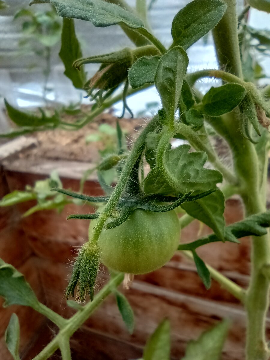 Гном Скоресби