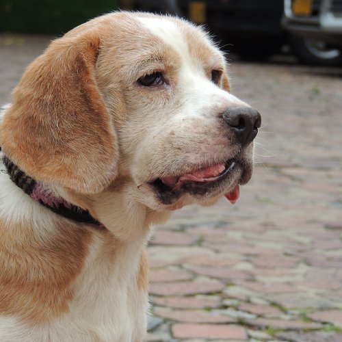 Кислотность располагает к образованию наростов