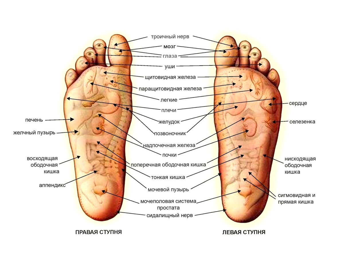 Схема подошвы ног