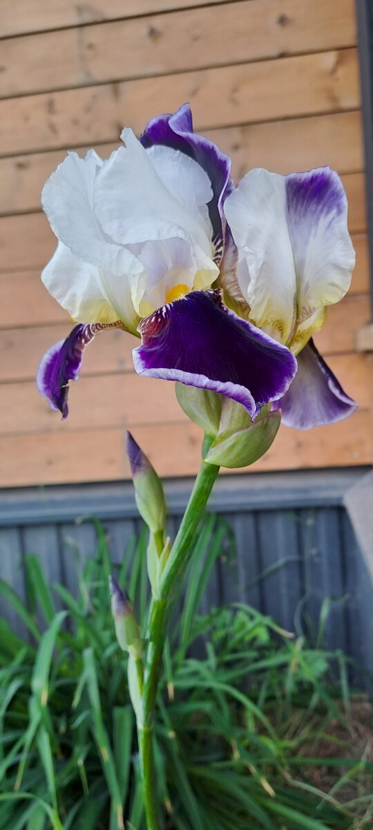 Этого красавца пришлось подвязать, так как стрелка уже падала (фото автора)