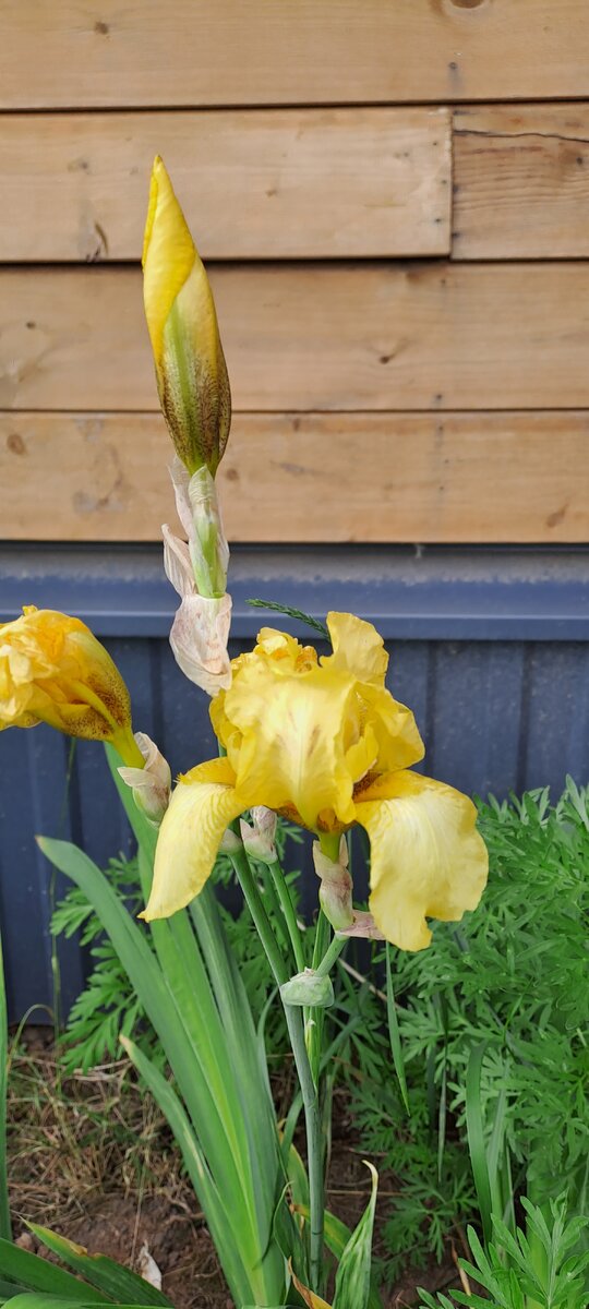 Жёлтый ещё раскроет цветы (фото автора)