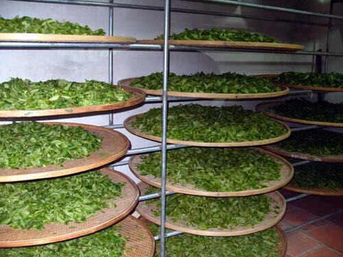 Завяливание чайного листа в помещении на бамбуковых подносах