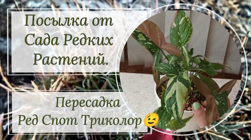 Посылка от Сада Редких Растений. Пересадка Ред Спот триколор. | Оазис ...