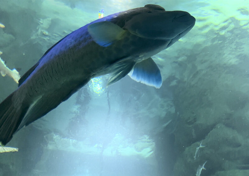    Ситуация с ценами на красную рыбу в России может кардинально измениться