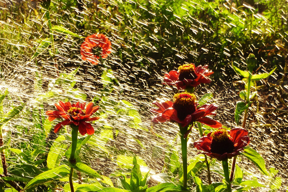 Утро. Серебряный дождь. Фото Наталии ТРОФИМОВОЙ.