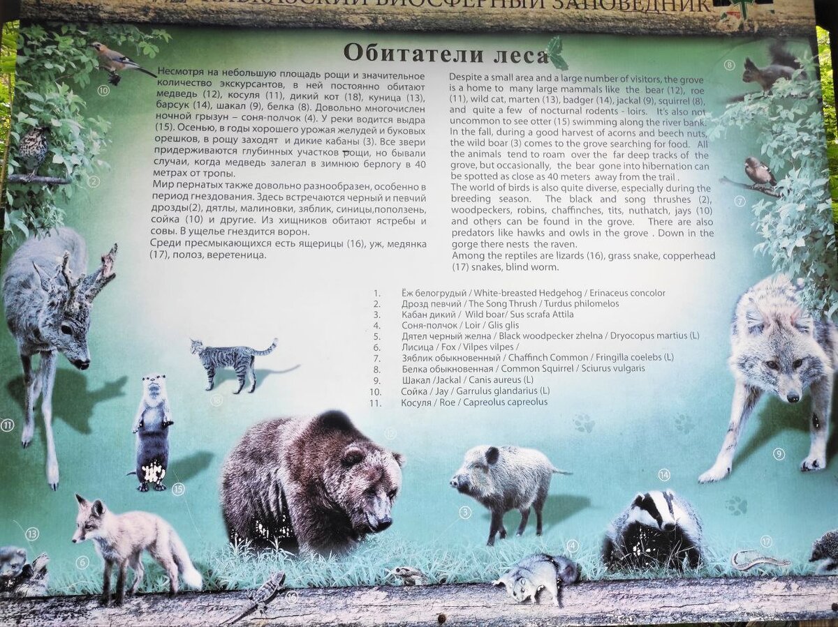 Обитатели леса в Сочи