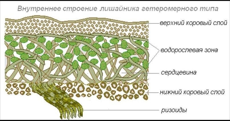 Рисунок 2 - Внутреннее строение лишайника гетеромерного типа