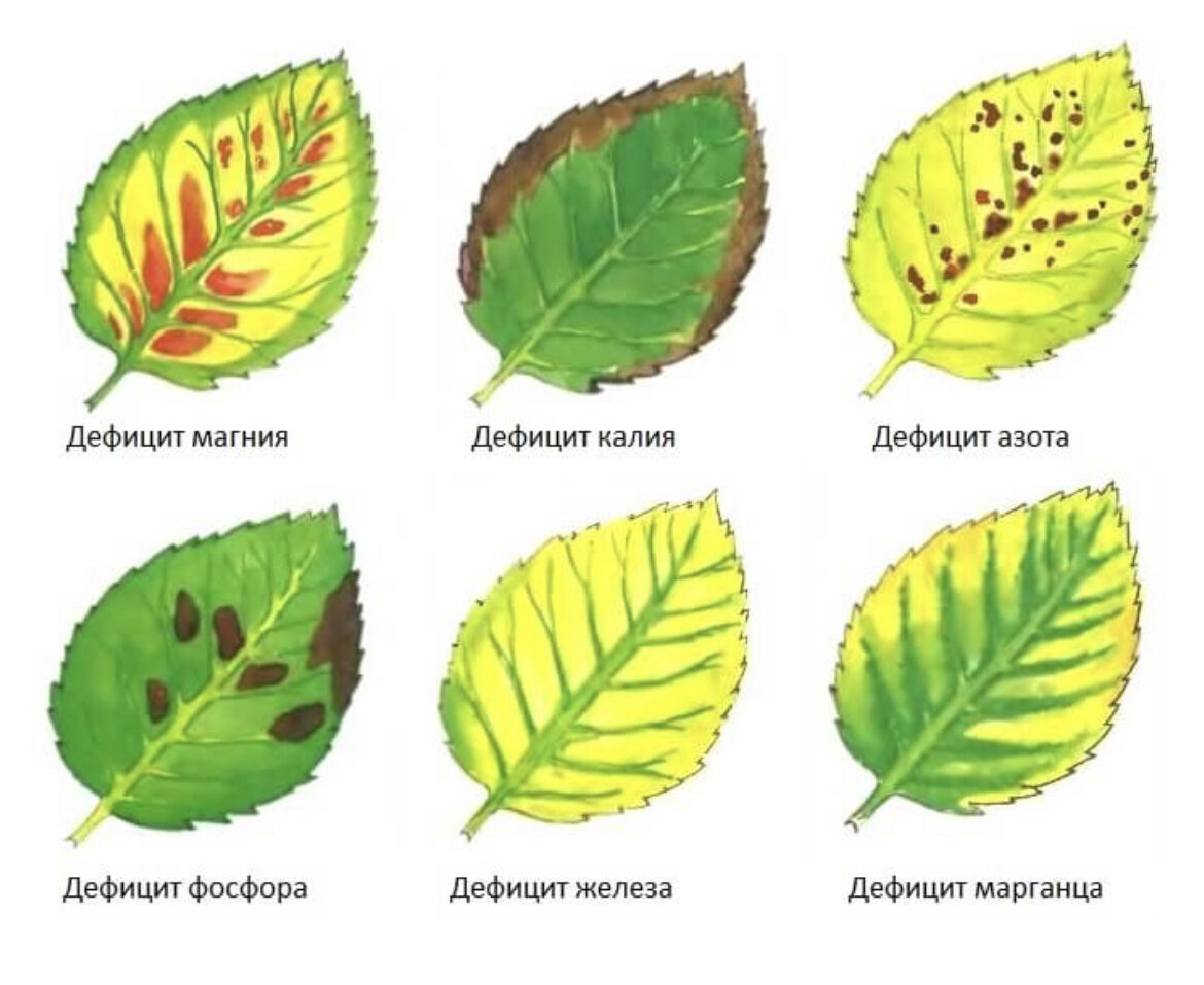 листья плодовых деревьев фото с названиями