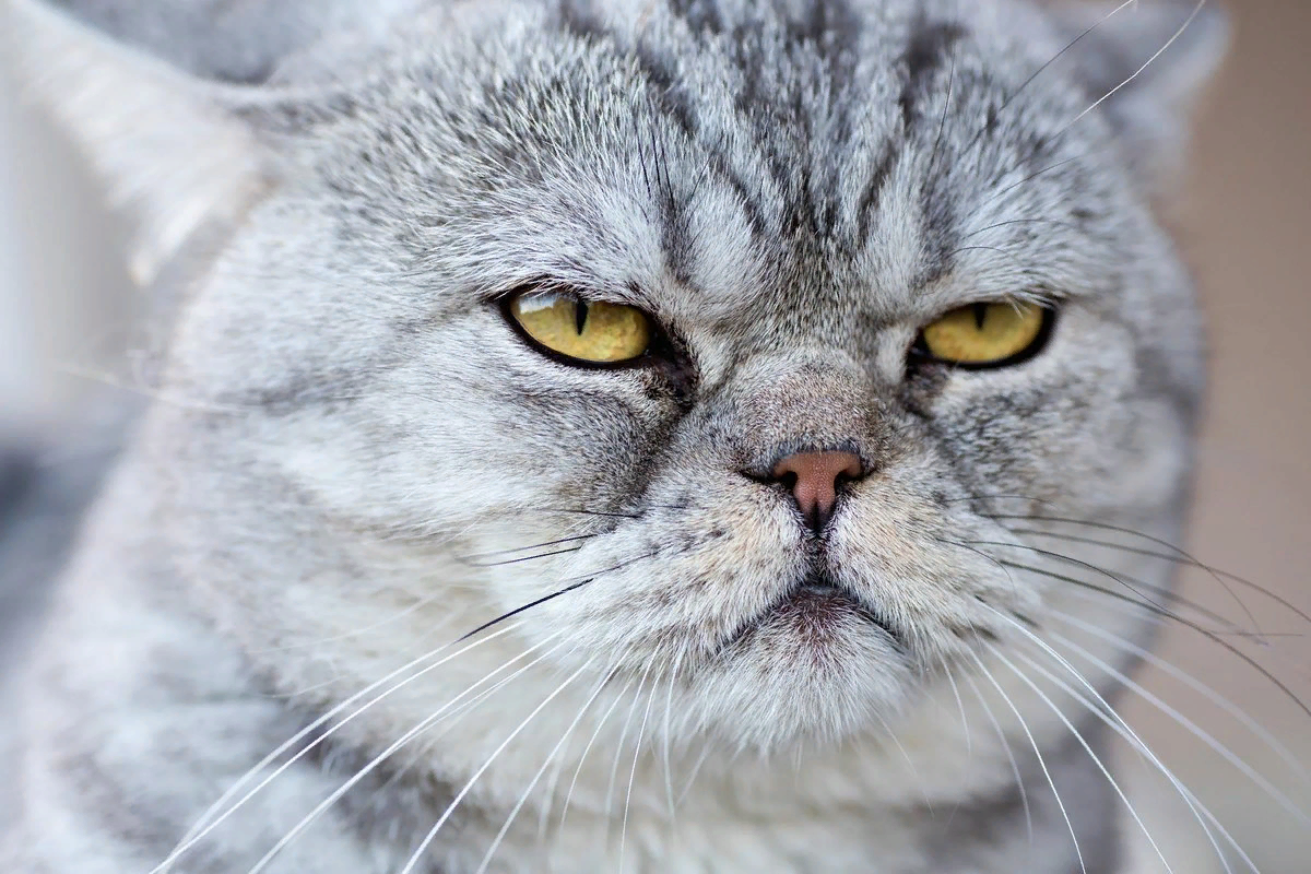 Пристальный взгляд кошек: почему они смотрят вам прямо в глаза?