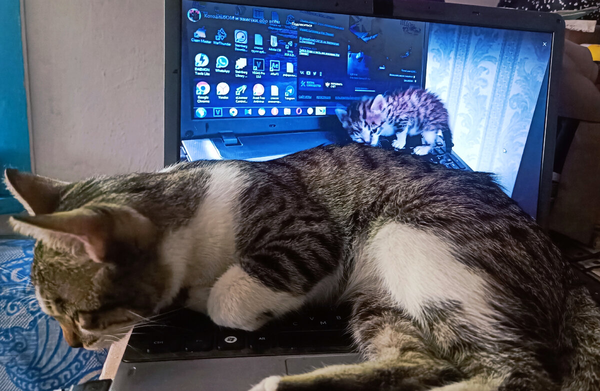 Котик Сеня на ноутбуке, на котором идёт видео с котёнком Сеней на ноутбуке 😸😺