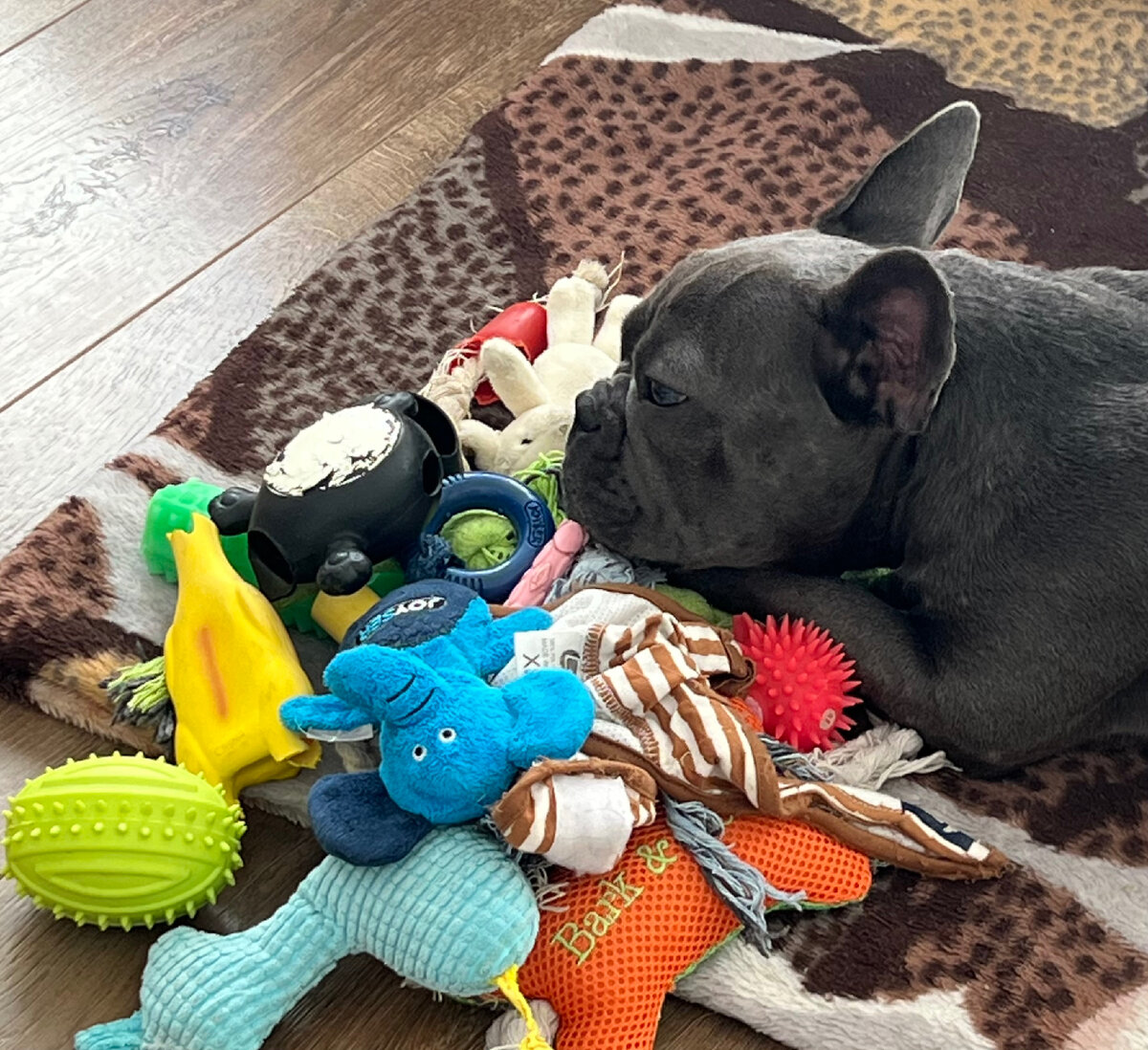 Собака тоже думает как жить 🫣