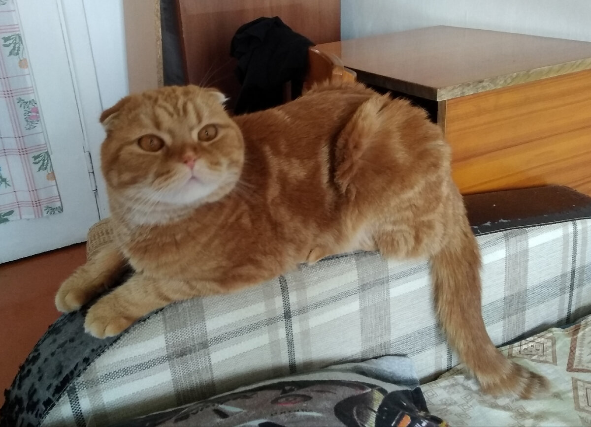 Мафиюшка и подлокотник-когтеточка