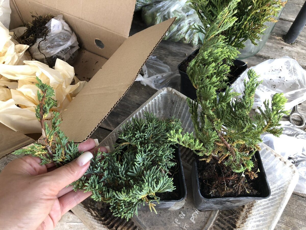 Два горизонтальных можжевельника, кто из них кто?