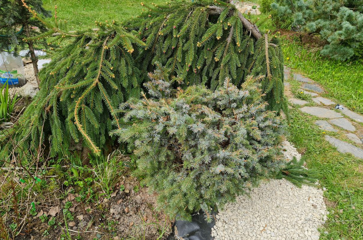 Ситхинская ель сильно обгорела весной 2023 года