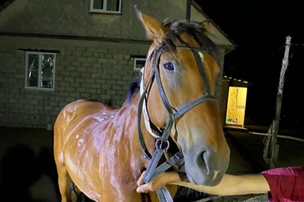    Бомж рассказал, зачем украл жеребца и заморил его голодом под Волгоградом