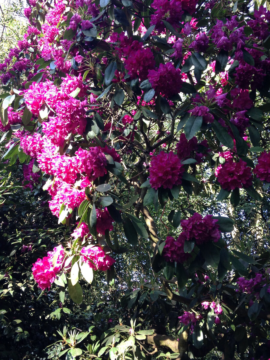 Ричмонл парк, май 2017