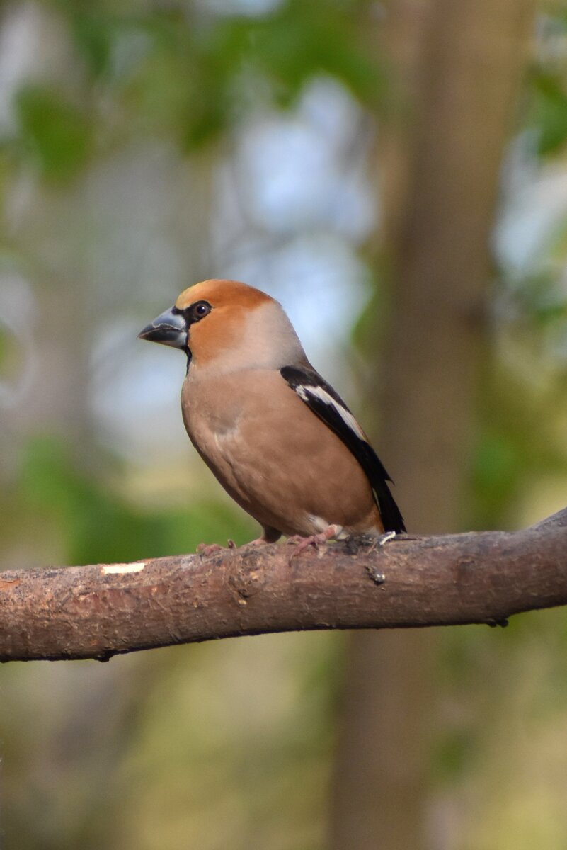 Дубонос обыкновенный (Coccothraustes Coccothraustes)