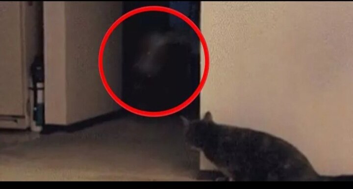 Кошка перед смертью. Кот приведение. Призраки котов. Призрак кота в квартире.