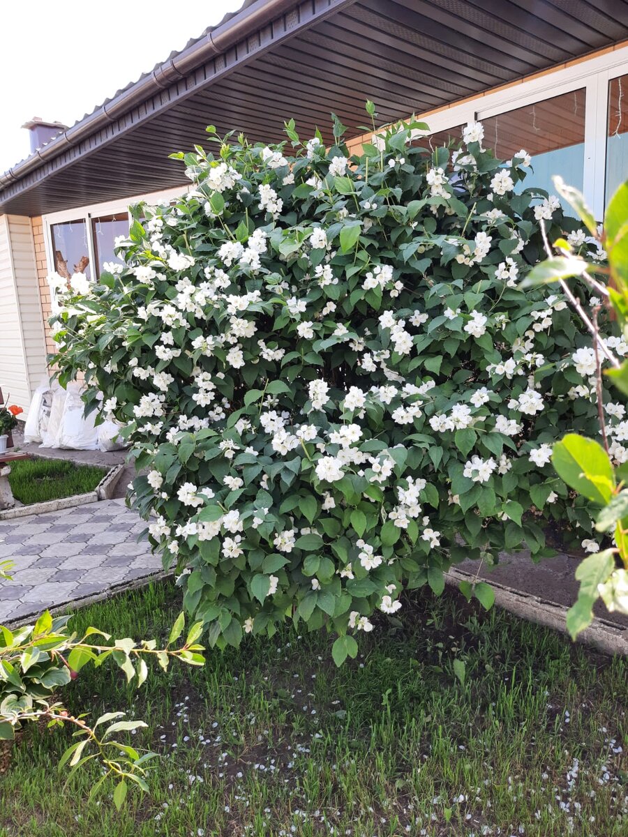 Жасмин у крылечка