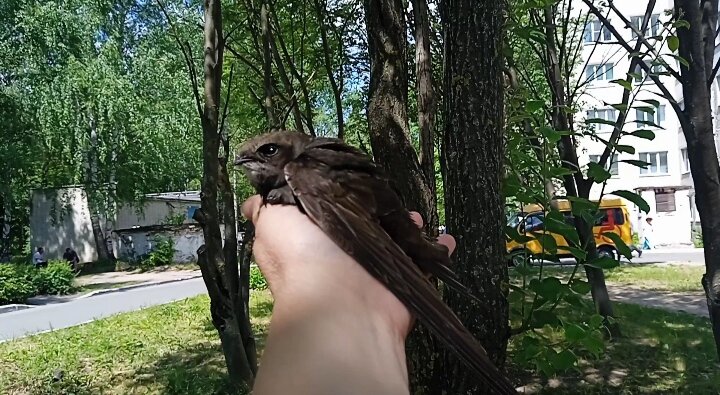 Наш Чик. Фотография сделана мной. 
