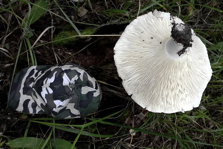 Подгруздки. Все, что надо знать про эти грибы