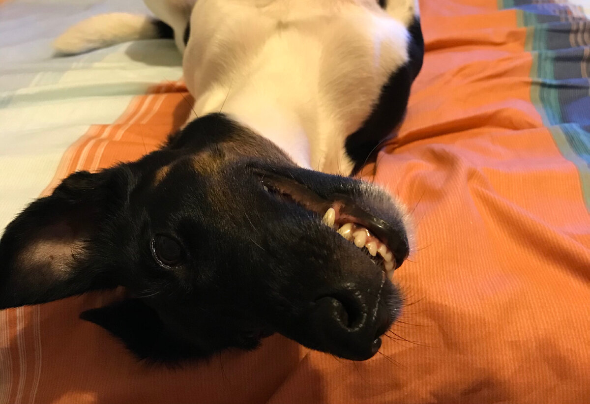 Милое, доброе, но зубастое существо