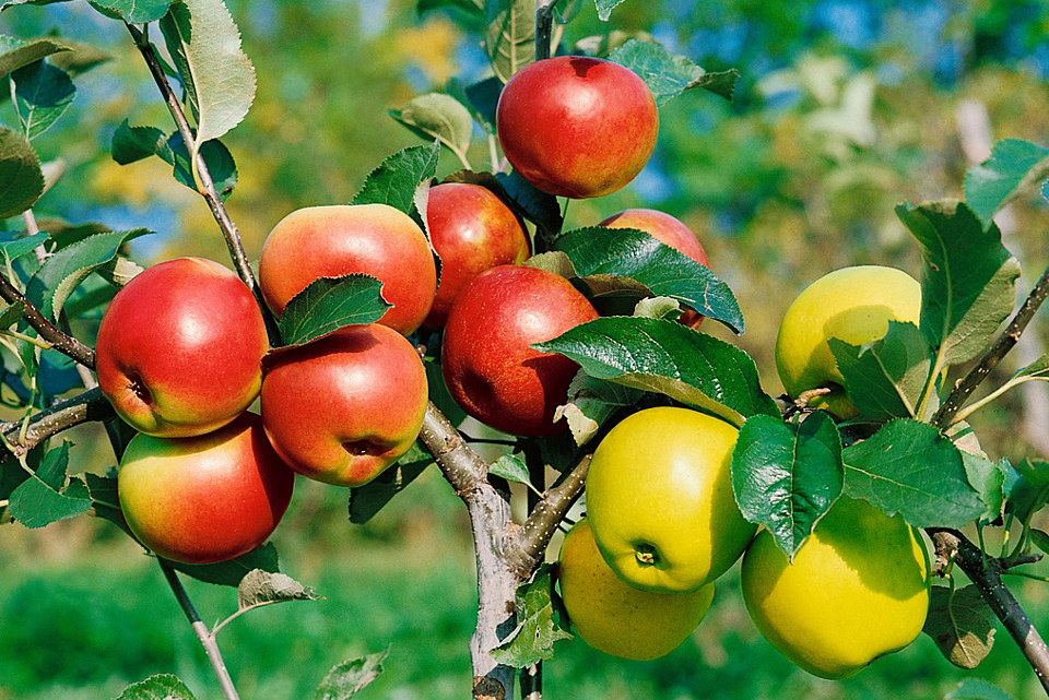 Яблоня медуница купить саженцы. Многосортовые яблони. Яблоня Куйбышевское. Привитые многосортовые плодовые деревья. Голден Рейнджерс яблоня.