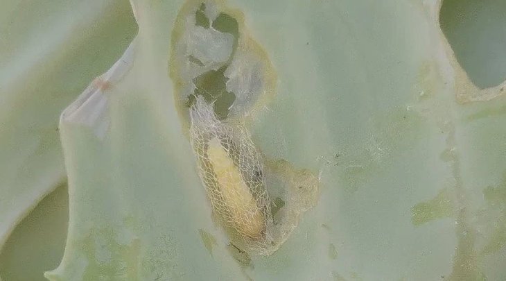     Почему вянет капуста: 4 возможные причины
